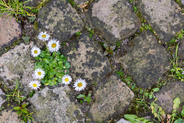 istock Daisy flowers grow among the old pavement 1404044165