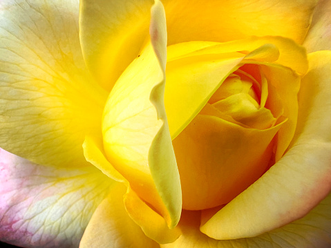 Beautiful yellow roses isolated on a white background.