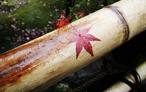 Arce japonés rojo - foto de stock