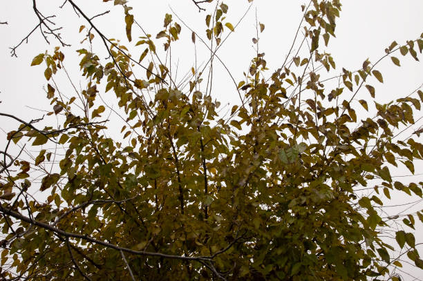 istock branches with green and yellow leaves against the sky 1404046000