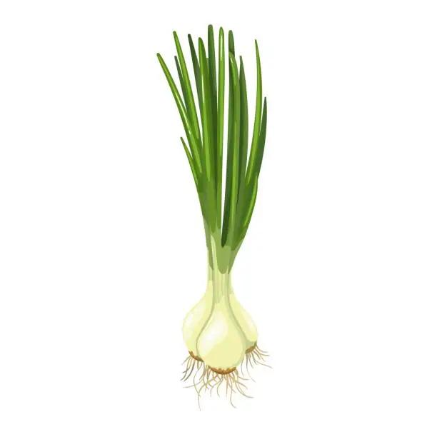 Vector illustration of Green spring onions, chives