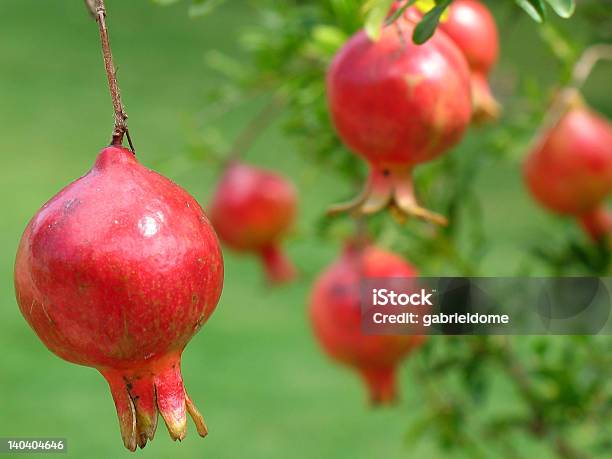 Pommegranates Na Árvore - Fotografias de stock e mais imagens de Ao Ar Livre - Ao Ar Livre, Cultura Mediterrânica, Exotismo