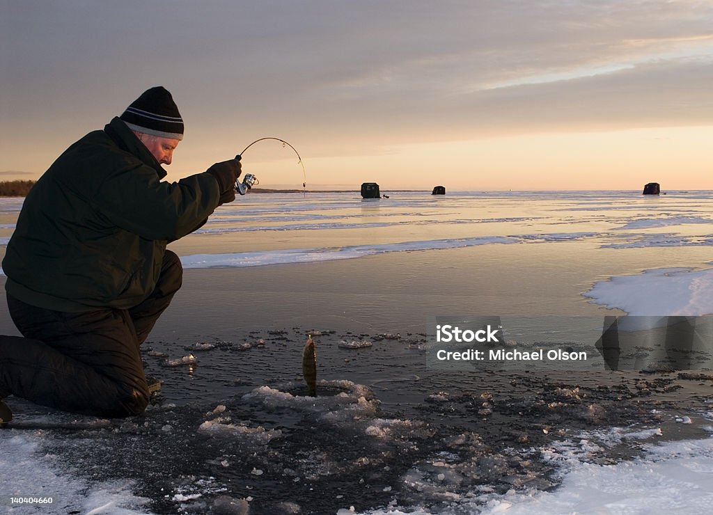 Perch Fishing Sunset Ice fisherman reeling in a yellow perch though a hole in the ice on a frozen lake with ice shacks in the background near sunset Ice Fishing Stock Photo