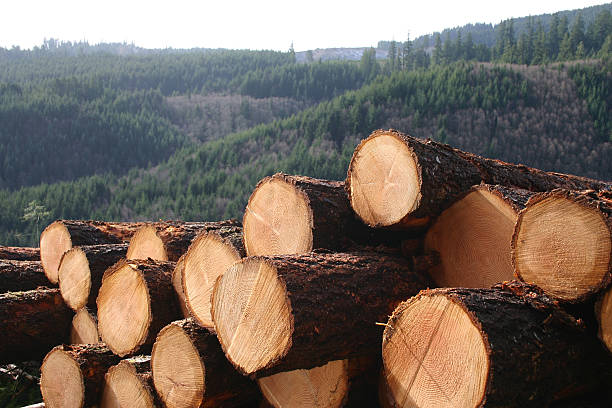 i log - forest industry foto e immagini stock