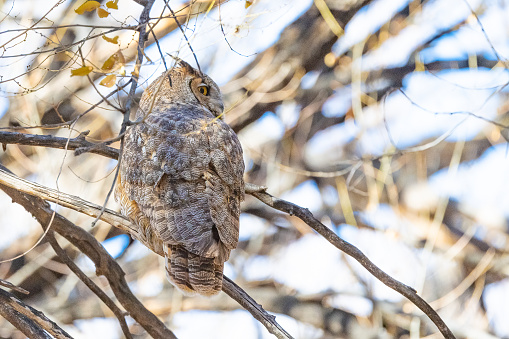 Great Horned Owl with rear and side view in mountain forest of Colorado in western USA.