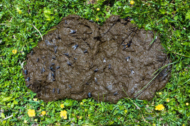 Natural Caw Fertilizer in Alpine Environment Close Up From Above Natural Caw Fertilizer in Alpine Environment Close Up From Above Full of Flies and Other Insects - Julian Alps Slovenia Europe Shit Fly stock pictures, royalty-free photos & images