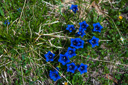 Gentiana Acaulis (Stemless Gentian or Trumpet Gentian) Flowers are Well Known Representative of Traditional Medicine Herbs of Alpine Environment - Slovene Julian Alps Around Lake of Mount Krn