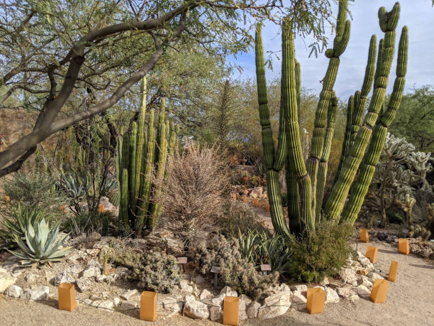 trilha iluminada através de cactos e outras plantas do deserto no jardim botânico tucson arizona - jardim botânico - fotografias e filmes do acervo
