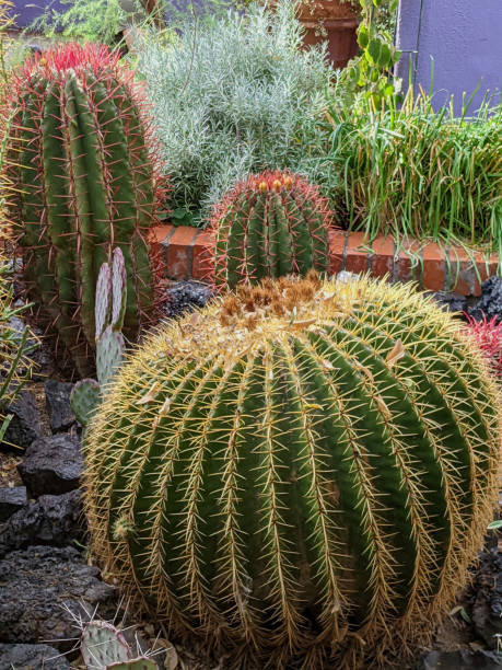 Barrel Cactus and other desert shrubs in the Botanical Garden of Tucson Arizona stock photo