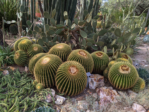 Barrel cactus, desert trees,  and other succulents in the Botanical Gardens Tucson Arizona along pathway