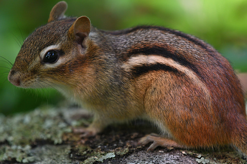 Eastern chipmunk on rock, up close and personal. Twenty-four of the world's 25 chipmunk species live in North America, but only this species is found in the east. The chipmunk is one of the most curious animals, fascinated by human doings. They can even seem to enjoy human company. Taken wide open in the dark woods of Connecticut's northwest hills, with the narrow focus on the big eyes.