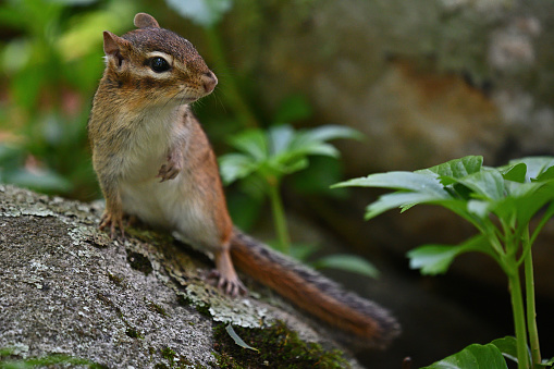 Eastern chipmunk on rock with raised paw, facing camera right, with copy space. Twenty-four of the world's 25 chipmunk species live in North America, but only this species is found in the east. The chipmunk is one of the most curious animals, fascinated by human doings. They can even seem to enjoy human company. Taken wide open in the dark woods of Connecticut's northwest hills, with the narrow focus on the big eyes.