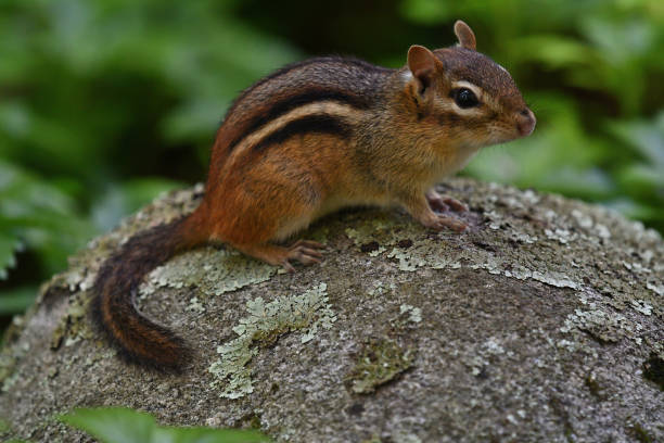 istock Chipmunk enjoying human company 1404048911
