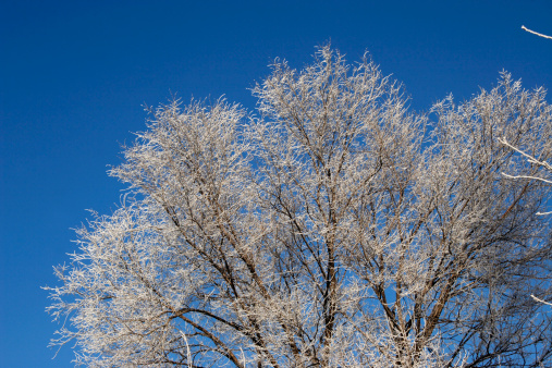 twigs in rime on the sky background.