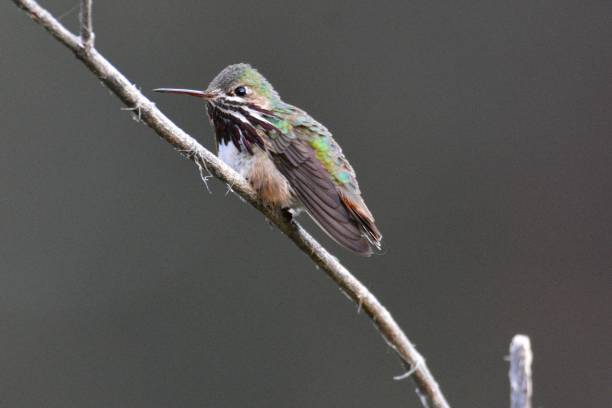 calliope kolibri - sternelfe stock-fotos und bilder