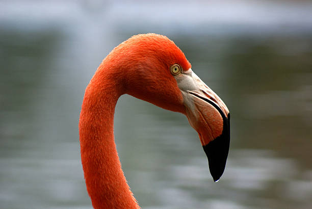 Flamingo grande plano - fotografia de stock