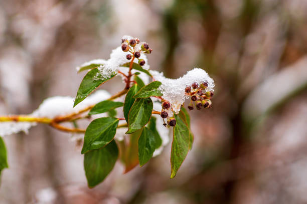 冬の森の緑のツタの葉を持つ枝 - snow leaf branch winter ストックフォトと画像