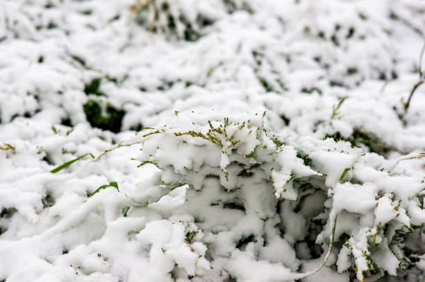 istock branch covered with snow in winter forest 1404049500