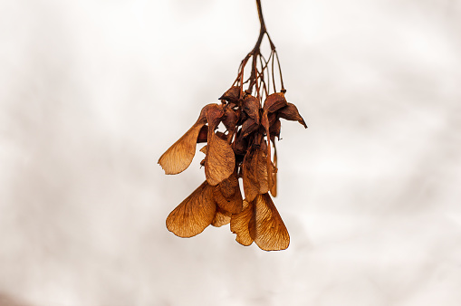 a branch with a brown maple seeds