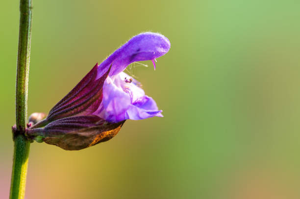 istock purple blossom in a meadow 1404049717