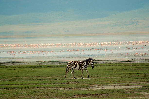 istock Zebra and flamingos 140405047