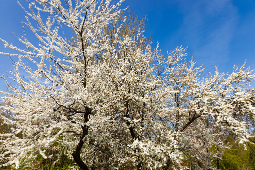 mazing Magnolia flower in a spring garden. Springtime background. Selective focus.