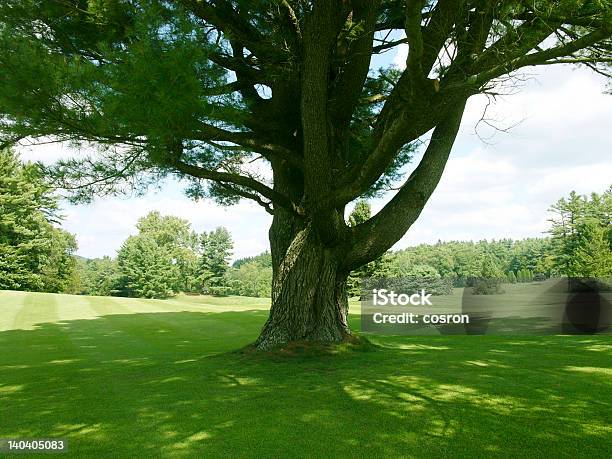 En La Sombra Foto de stock y más banco de imágenes de Tono - Tono, Árbol, Calor