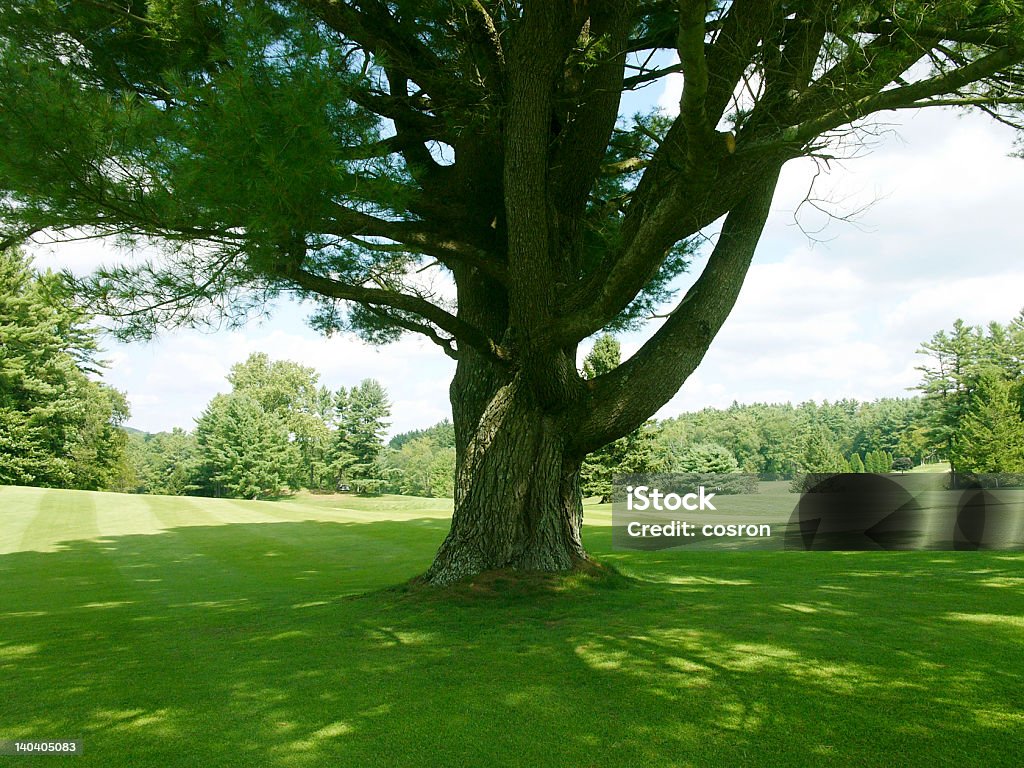 À l'ombre - Photo de Arbre libre de droits