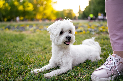 Maltese dog with unrecognizable owner in park