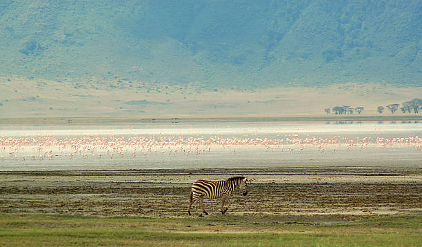 istock Zebra at Ngorogoro crater lake 140405096