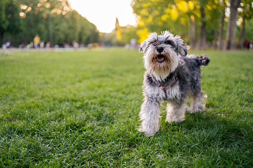 Miniature  Schnauzer in public park