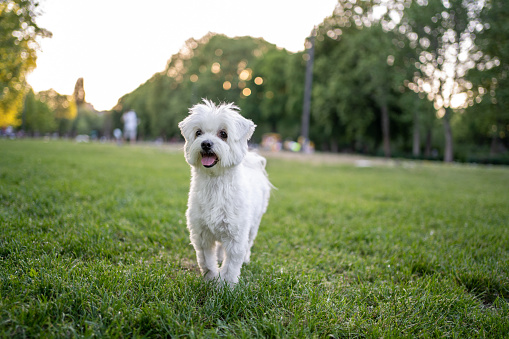 Maltese dog in public park