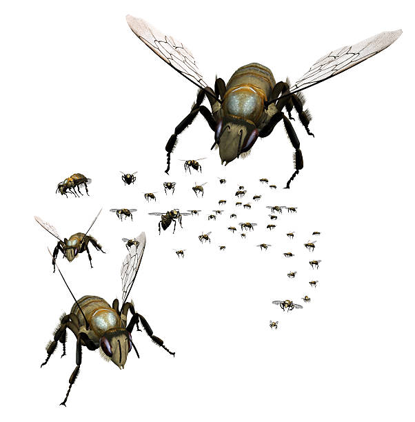 istock Swarm of Bees 140405185