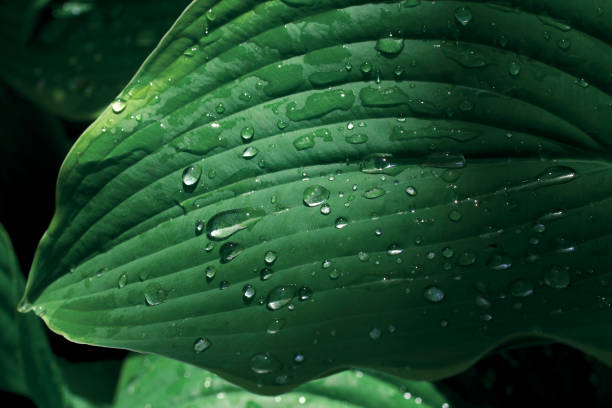 istock green leaf in water drops after rain 1404052035