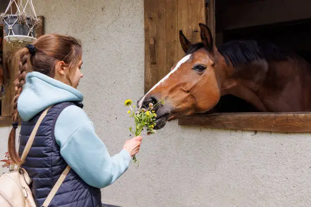 Photo of Girl feeds bouquet of flowers to horse who stuck her head out of window in stall in stable