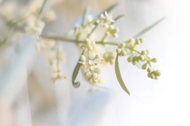 Photo of Olive Tree Flower