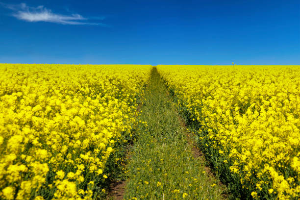 Path with grass and soil is surrounded by fields with rapeseed under sky A narrow trodden path leading into the distance with dry grass and gray soil, is surrounded by yellow flowering spring fields with high rapeseed under a blue cloudy sky canola growth stock pictures, royalty-free photos & images