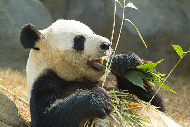 istock Panda relaxing and eating fresh bamboo 140405250