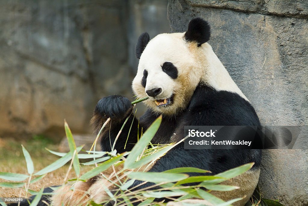 Panda relaxing and eating fresh bamboo Panda relaxing and eating fresh bamboo black and white animal Washington DC Stock Photo