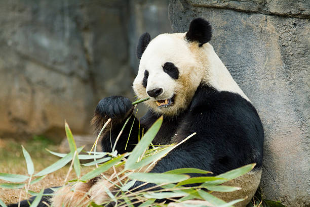 Panda relaxing and eating fresh bamboo stock photo