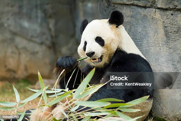 Panda Relaxing And Eating Fresh Bamboo Stock Photo - Download Image Now - Washington DC, Zoo, Bamboo - Material