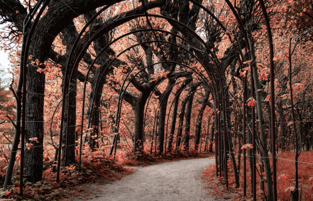 Beautiful mysterious autumn garden. Maze of trees and vibrant autumn leaves cooler