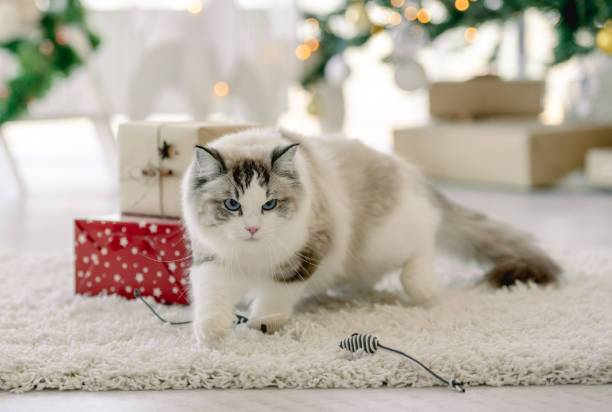 istock Ragdoll cat in Christmas time 1404053876