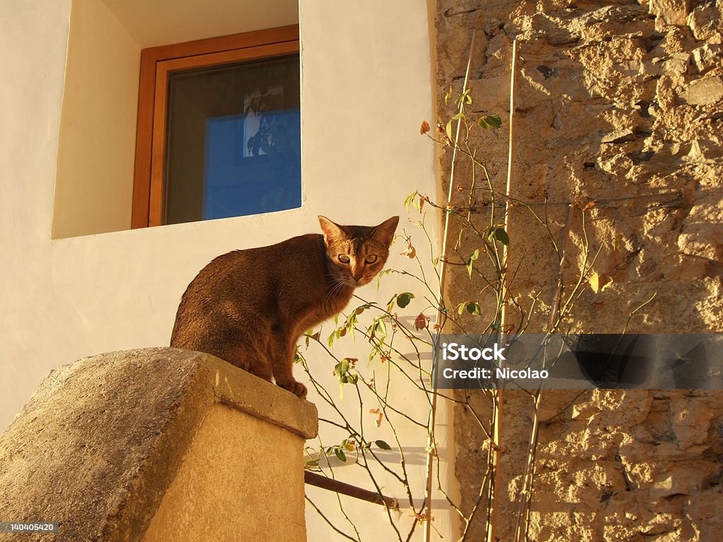 Chat au coucher du soleil - Photo de Beauté libre de droits