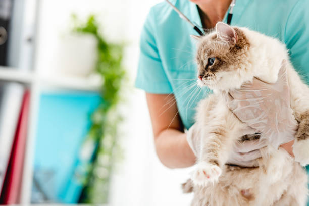 istock Ragdoll cat at veterinerian clinic 1404054460