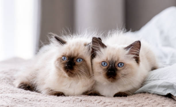 istock Kittend Ragdoll sleeping in the bed 1404054472