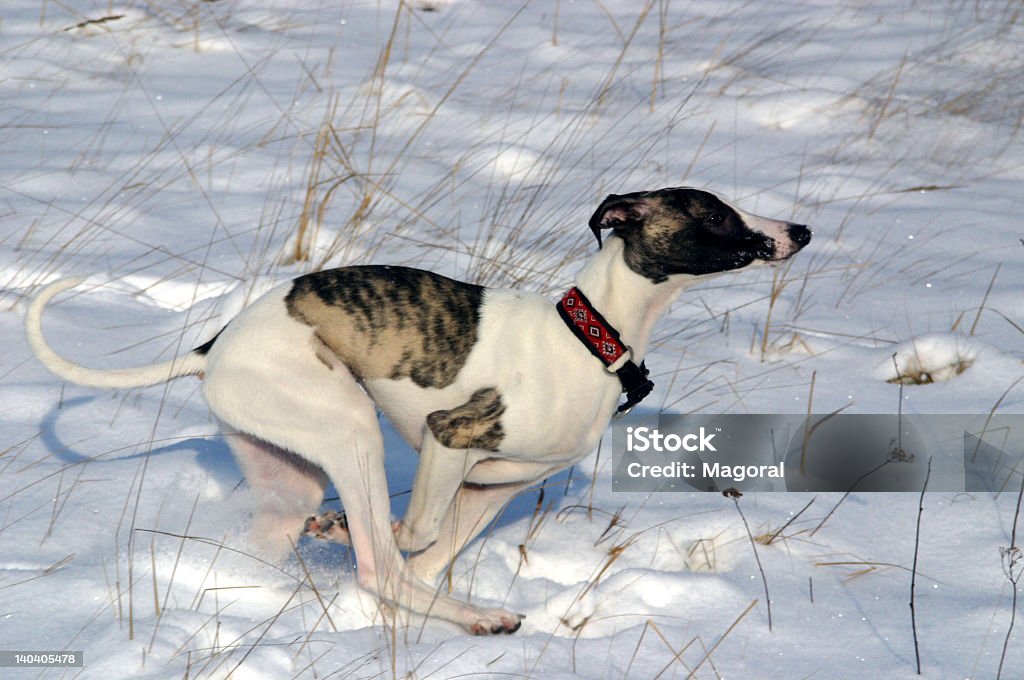 Puppies Whippets greyhounds Whippet Stock Photo