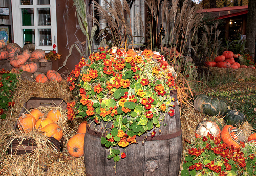 Beautiful Halloween decoration with orange pumpkis in the park or in the garden.