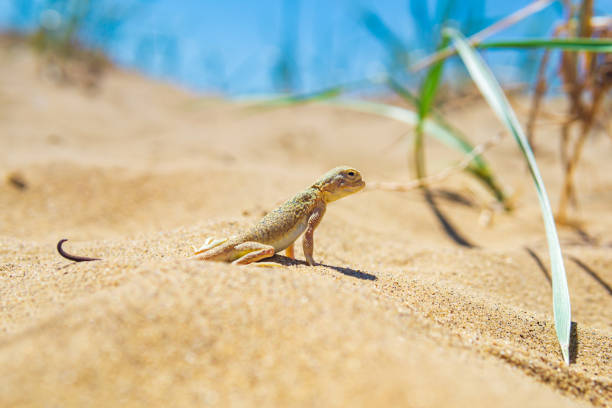 istock lizard toad-headed agama among the dry grass in the dunes 1404055010