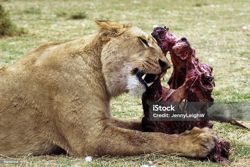 Lionne s'alimentant - Photo de Aliment libre de droits